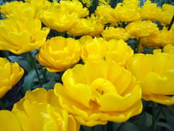 Keukenhof (19)
